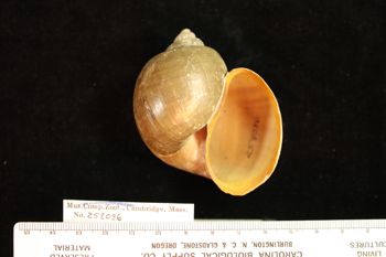 Media type: image; Malacology 258086